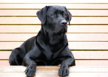 Un niño fue atacado por un perro callejero en un supermercado de La Plata