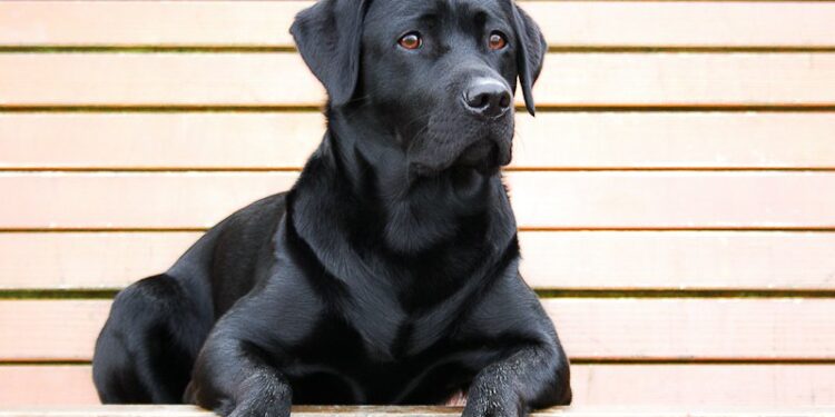 Un niño fue atacado por un perro callejero en un supermercado de La Plata