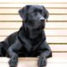 Un niño fue atacado por un perro callejero en un supermercado de La Plata