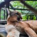 Berazategui: Rescataron al cachorro de puma que había sido robado de la ECAS