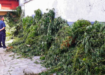 Florencio Varela: Incautan gran cantidad de marihuana y se sospecha un crimen narco