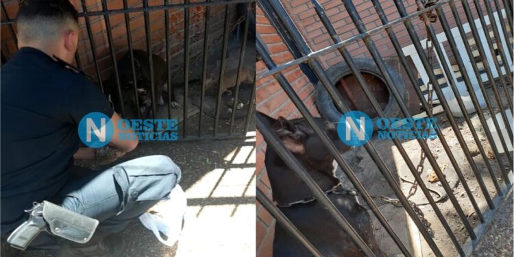 Abandono Animal, vecinos indignados y dos policías héroes en 3 de Febrero
