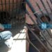 Abandono Animal, vecinos indignados y dos policías héroes en 3 de Febrero