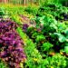 Para sembrar en casa: un taller de huerta agroecológica se realizará en Vicente López.