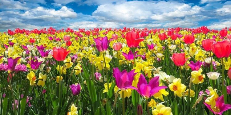 Feliz Día de la Primavera y del Estudiante 15 frases e imágenes para dedicar y enviar por WhatsApp.