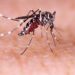 ALERTA POR CASOS DE DENGUE.