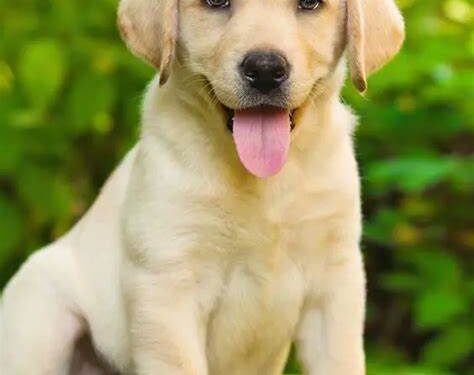 Los perros pueden contagiarse del estrés de sus dueños.