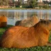 Carpinchos en Nordelta: qué pasará con el traslado de los animales y qué otras medidas busca tomar el gobierno nacional.