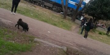 Demoras y cancelaciones en el Tren Sarmiento, ramal Lobos, tras el atropello de un joven.