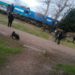 Demoras y cancelaciones en el Tren Sarmiento, ramal Lobos, tras el atropello de un joven.