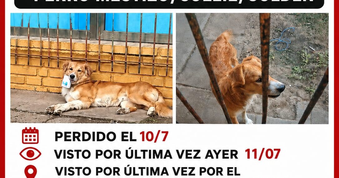 Una familia de Hurlingham busca desesperadamente a Simba, su mascota desaparecida.