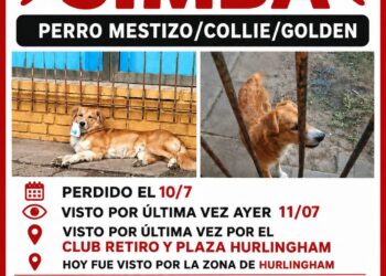 Una familia de Hurlingham busca desesperadamente a Simba, su mascota desaparecida.