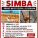Una familia de Hurlingham busca desesperadamente a Simba, su mascota desaparecida.