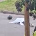 Un policía mató a un presunto motochorro durante un intento de robo en Lomas de Zamora.