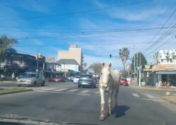 Un caballo suelto sorprendió a automovilistas y peatones en una avenida de Hurlingham