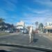 Un caballo suelto sorprendió a automovilistas y peatones en una avenida de Hurlingham