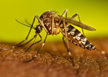 Morón: Reforzamos la prevención contra el dengue