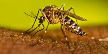 Morón: Reforzamos la prevención contra el dengue