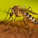 Morón: Reforzamos la prevención contra el dengue