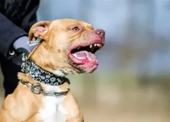 Tragedia: una beba murió tras ser atacada por un perro dentro de una vivienda