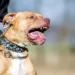 Tragedia: una beba murió tras ser atacada por un perro dentro de una vivienda