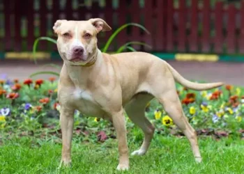 Tragedia en Francisco Álvarez: un nene de 4 años murió tras ser atacado por un pitbull