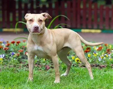 Tragedia en Francisco Álvarez: un nene de 4 años murió tras ser atacado por un pitbull